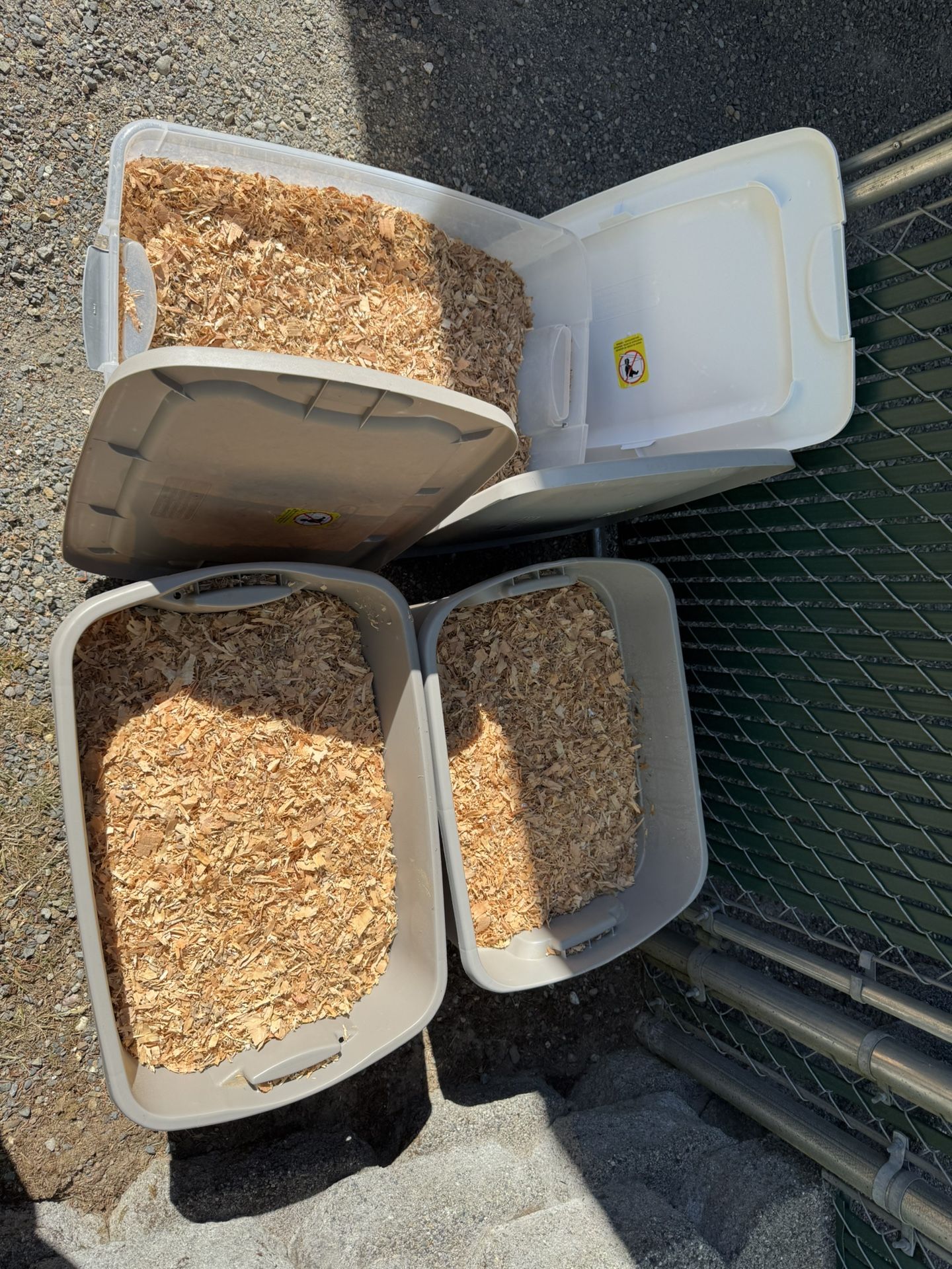 Cedar Shavings
