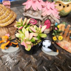 SUCCULENT PLANT  MONDAY IN SAN LORENZO 1PM TO 5PM