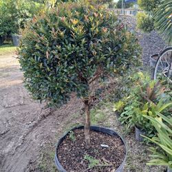 Eugenia topiary trees on sale $110