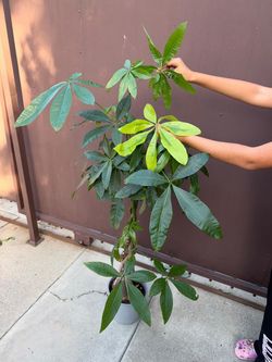 8” money tree with variegated plant
