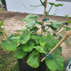 Butternut Squash Plant