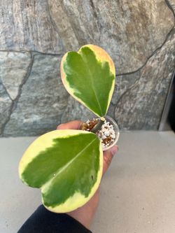 Hoya Kerrii outer variegated