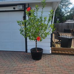 2 Large Hibiscus Trees For 150 Firm
