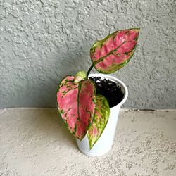 Aglaonema  Plant 