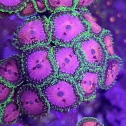 Fake Pink Diamond Zoanthid