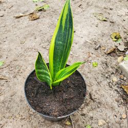 Sansevieria Gold Flame Plant
