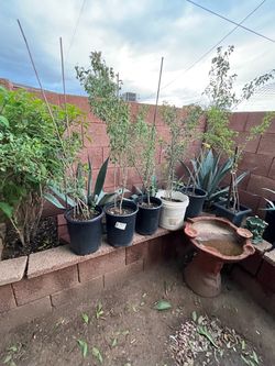 A Wide Array Of Different Plants