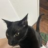 Roux