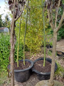 Timber Bamboo Plants up 20ft Tall 