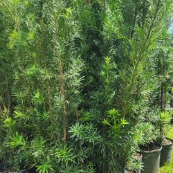 Gorgeous Podocarpus Plants For Inmediate Privacy!!! 6 Feet Tall!! Fertilized 