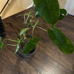 Burle Marx Philodendron Plant