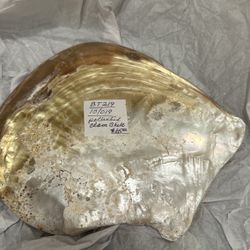 POLISHED CLAM SHELL VERY NICE TO DECORATE LIVING ROOM 