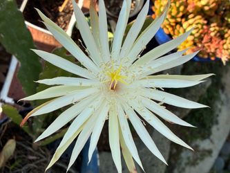 Large white  phylum plant  succulent
