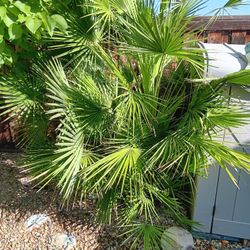 Palms. Getting Too Big For My Small Yard. $75 For All