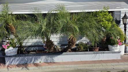 3 Pygmy Date Palm Trees