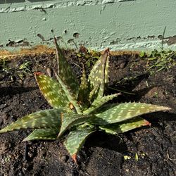 Aloevera plants