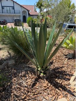 Full size Agave Plant