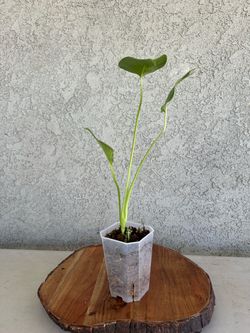 Monstera vietciosa