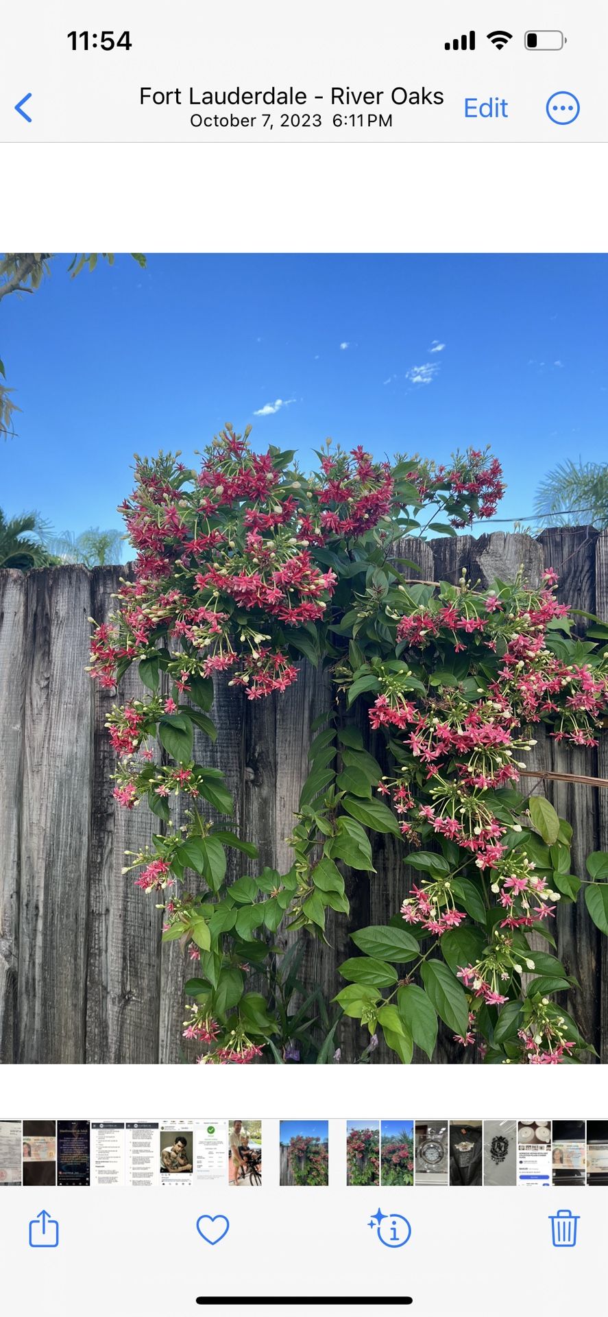 rangoon-creeper-flower Vine Live Planning t
