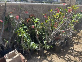 Crown Of Thorns