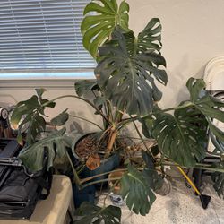 Monstera looking for new home, ceramic pot + draining tray included