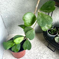 Hoya Kerrii Splash Plant 