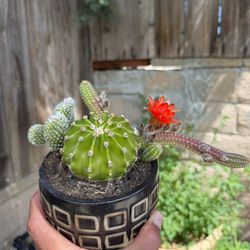 Plants 
