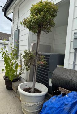 Potted Eugenia in white concrete pot