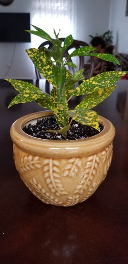 potted green plant