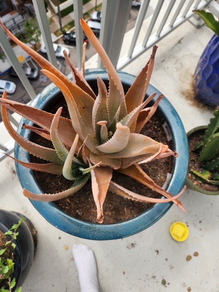 orange aloe vera plant, blue ceramic pot, and black pot stand