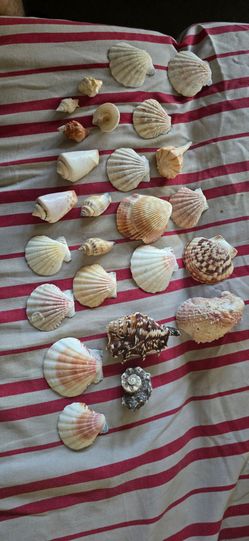 Seashells