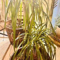 Large Madagascar Dragon Tree 🐉 Indoor Live Plant 🌴 
