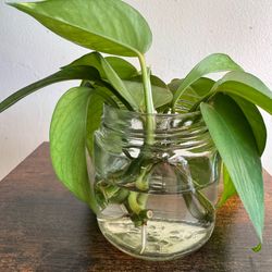 Pothos rooted clippings Fresh in water with jar Low Maintenance Houseplant aesthetic