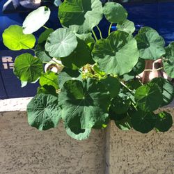 alive Plant in Ceramic Pot