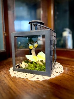 Yellow Butterfly in Lantern Display