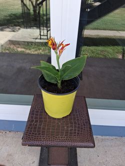 Canna Garden Plant