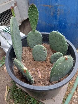 Xoconostle Prickly Pear Cactus 🌵