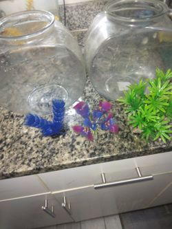 Fish tank bowls one gallon $8 each plants are 5 each