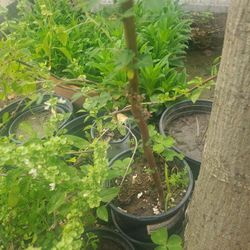 Chipilin Plant 
