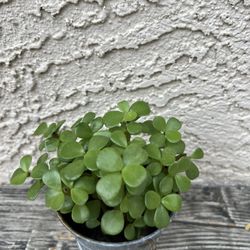 Succulent Live Plant