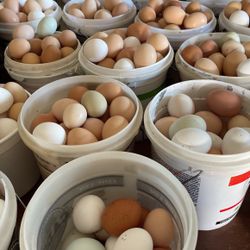 Eggs Cage Free Organic Eggs