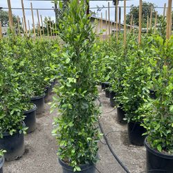 Ficus Nitida Indian Laurel Privacy Hedge