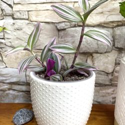 Tradescantia Nanouk , Inch House Plant In Cute Textured Ceramic Pot 5"H