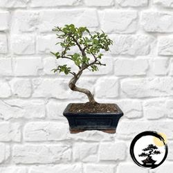Beautiful Starter Bonsai Trees – $40 and Up