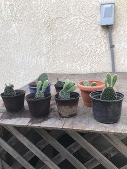 Mini cactus succulents. $5 Each