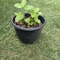 Smooth Hydrangea plant