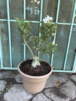 White desert rose plant