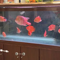180-Gallon Glass Aquarium 