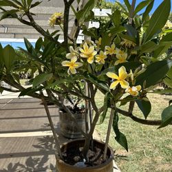 Plumerias 