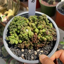 Penis Cactus Imported Crest